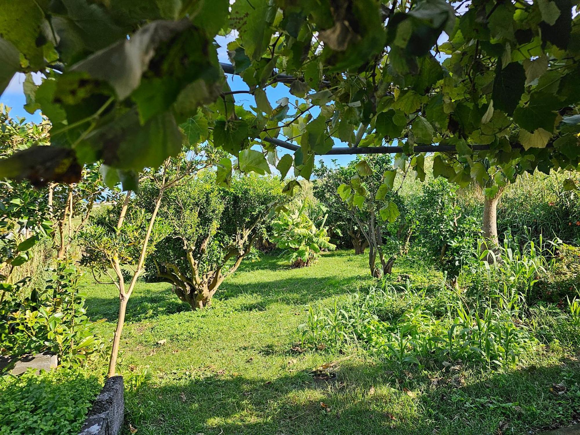 Casa Anjos Holiday Cottages Cedros Eksteriør billede